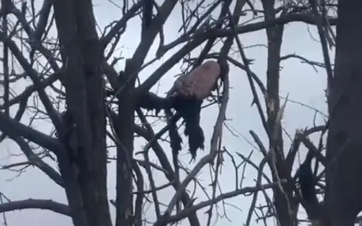 Occupier’s leg was blown off by mine and his foot hung on tree. VIDEO