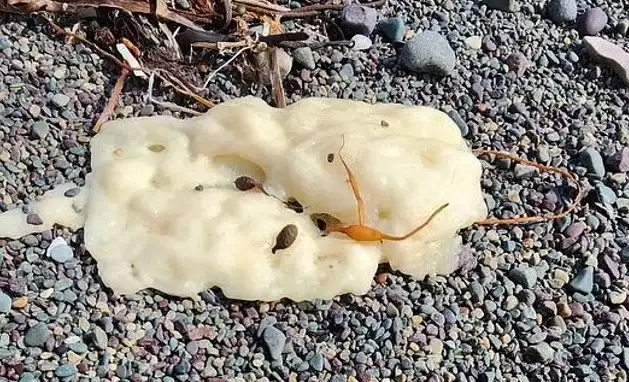 Пекарня в океане. Что-то выбрасывает куски "теста" из морской воды: ученые не знают, что это (фото)