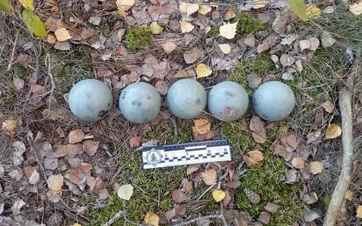 EOD specialists neutralize part of enemy missile with cluster submunitions in Chernihiv region. PHOTO