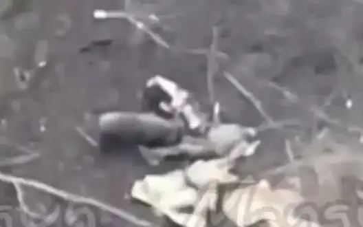 Feral pigs tear up liquidated Russian stormtrooper in Kursk region. VIDEO 18+