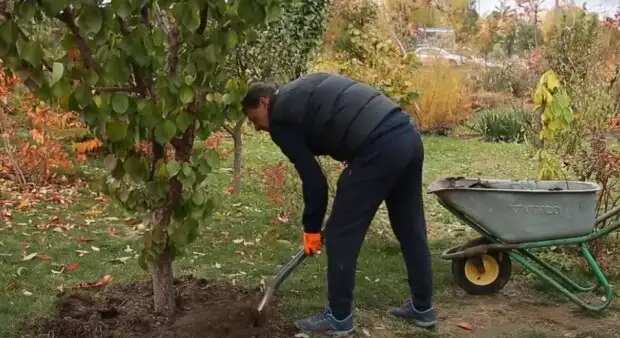 Они засели в листьях: чем нужно обязательно обработать деревья восенью, чтоб их не "сожрали" за зиму