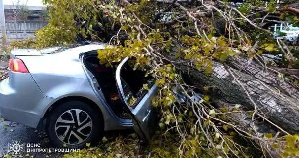 В Днепропетровской области дерево упало на авто: погиб мужчина