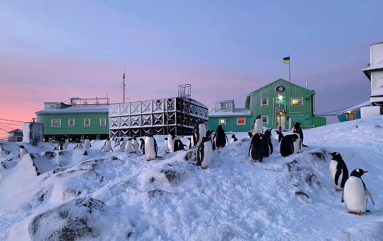 Тысячи пингвинов возле "Вернадского": ученые поделились фото