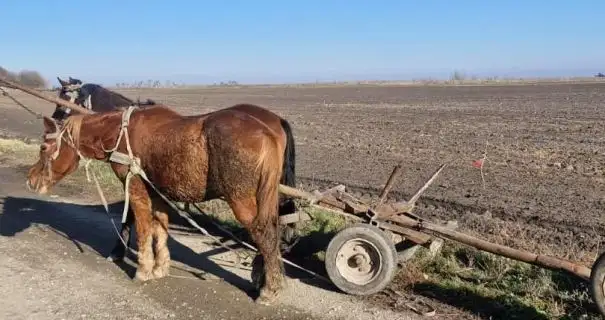 На Львовщине телега с лошадьми съехала в кювет и перевернулась: водитель погиб