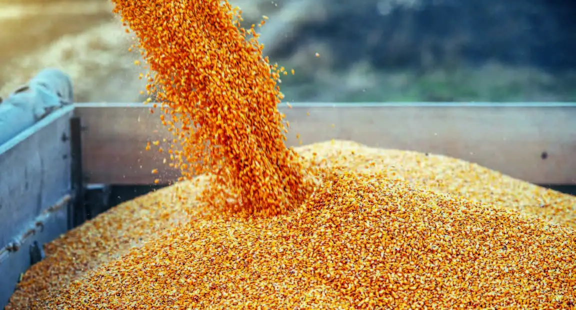 Grain from Ukraine. Зеленський пообіцяв Сирії допомогу в постачанні продовольства