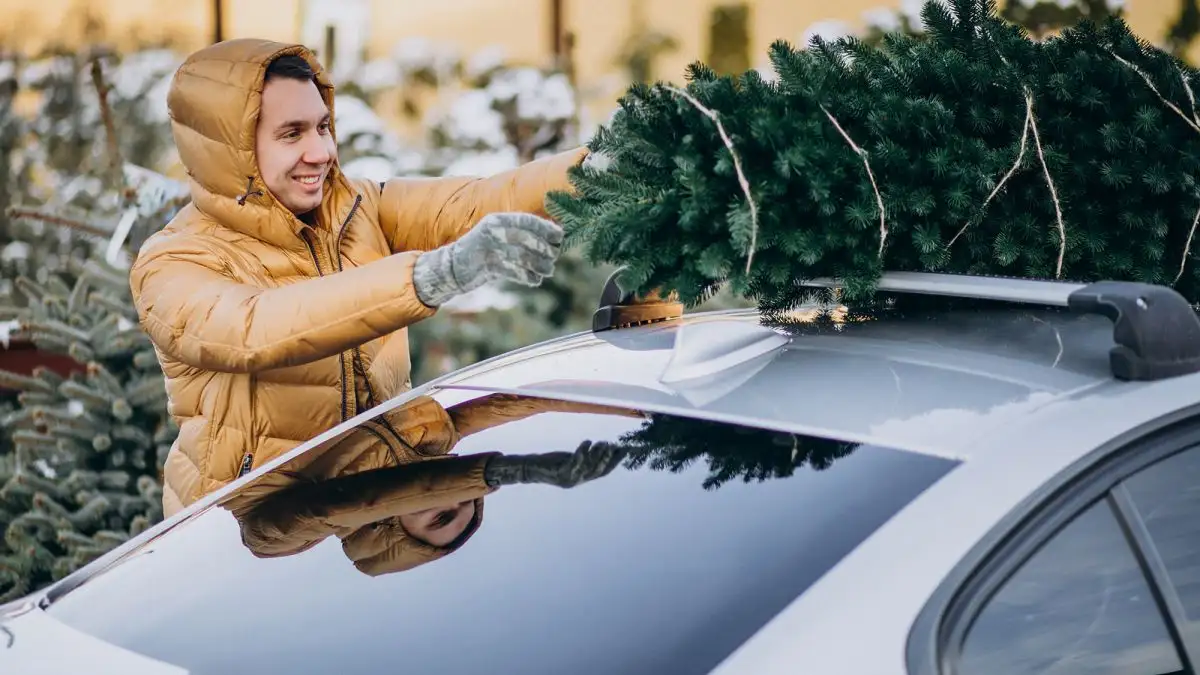 Не потерять по дороге и не заплатить штраф: как легко перевезти елку в автомобиле