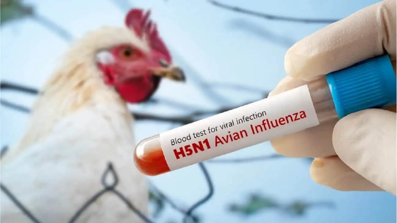 У США зафіксували першу смерть від пташиного грипу H5N1