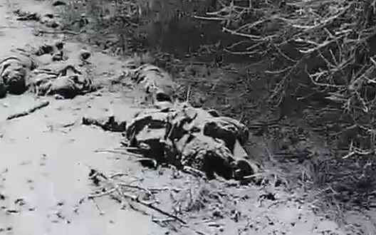 Occupier filmed dozens of corpses of Russian army soldiers lying on snowy field in Kursk region. VIDEO