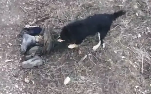 Dog from Kursk region snatching and gnawing on legs of liquidated Russian. VIDEO 18+