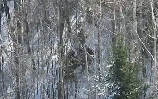 They were caught on wildlife camera trap: Two violators detained 100 meters from border in Bukovyna - SBGS. VIDEO