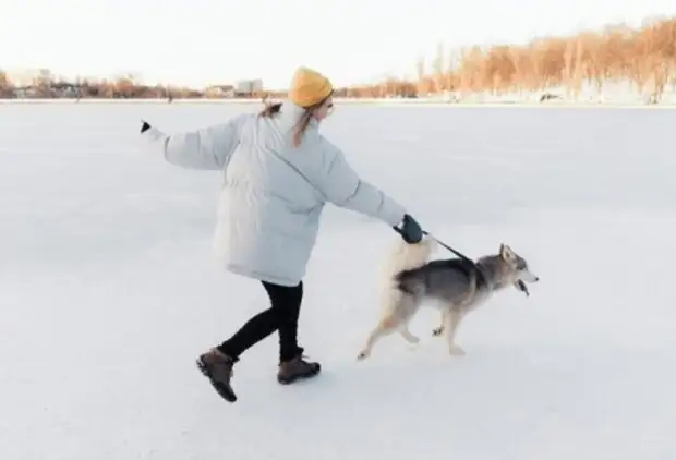 Хаски не боятся холода, а чихуахуа мерзнут: как правильно выгуливать собак, чтобы не навредить им