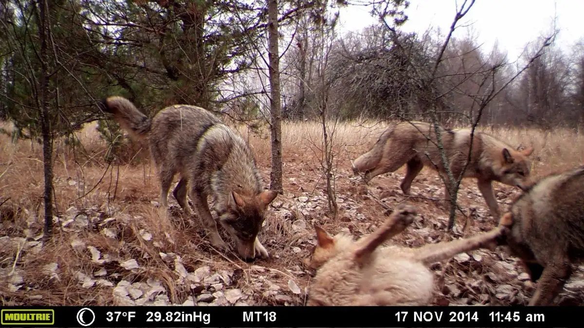 Chernobyl dogs do show ‘dramatic’ genetic differences – but not because of radiation