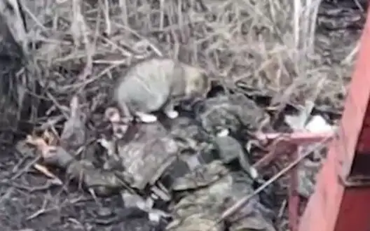 Feral cat eating occupier in Donetsk region. VIDEO