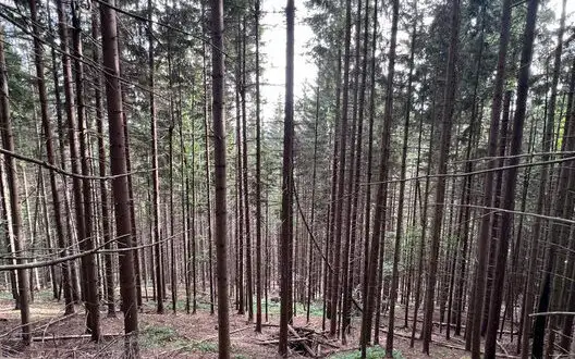 Large-scale logging worth almost UAH 300 million: forestry officials who illegally issued logging tickets exposed in Ivano-Frankivsk region - SBI. PHOTO