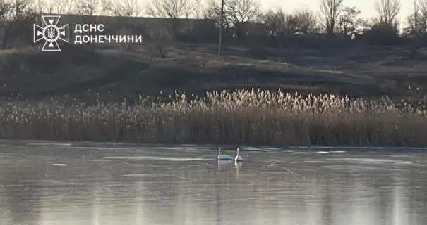 На Донеччині врятували лебедів, які опинилися у крижаній пастці