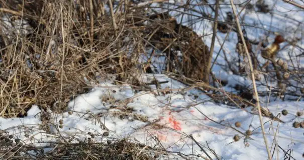 На Харківщині чоловік підірвався на вибухівці