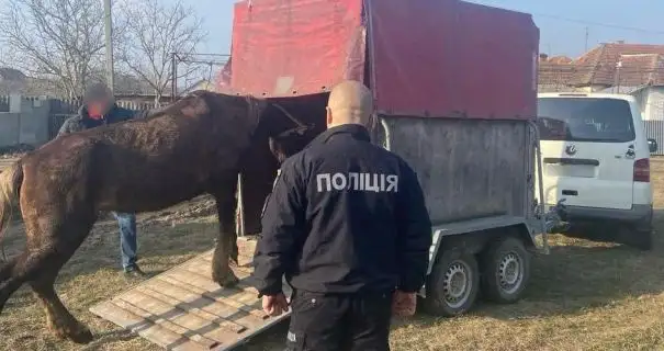 Порятунок Мазлі: на Закарпатті затримали чоловіка, який знущався з коня