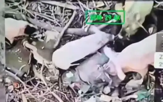 Four pigs tear up remains of Russian invaders. VIDEO