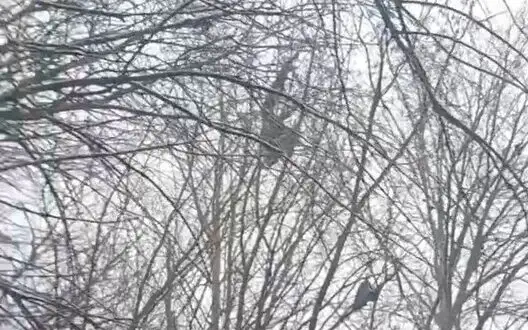 Occupier filming result of his "loaf" hitting mine: "Five people are dead. Remains of boys were taken from trees". VIDEO