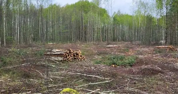 На Чернігівщині судитимуть чоловіка, який незаконно нарубав в лісі дерев на 32 млн грн