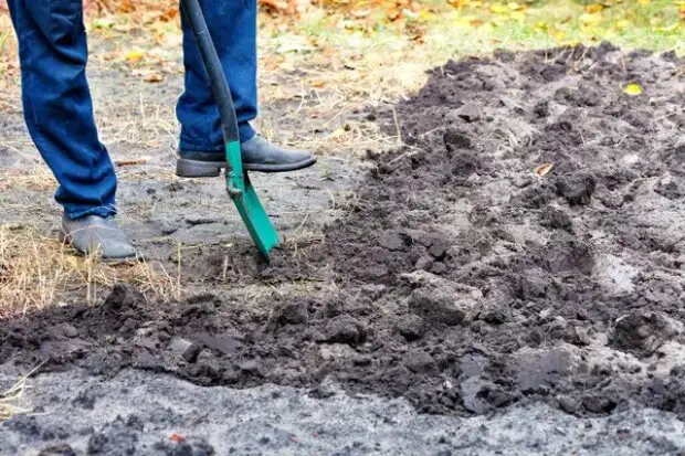 Що не можна робити на городі після дощу: поради, які збережуть ваш урожай