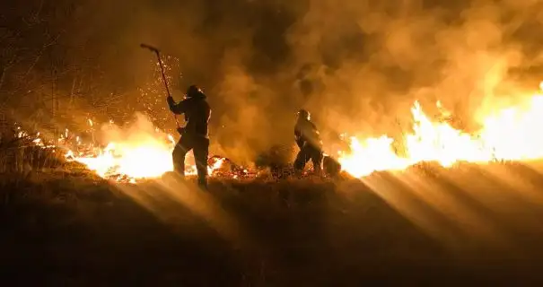 В Украине массово горят экосистемы: спасатели показали последствия