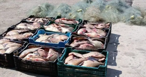 На Кіровоградщині затримали браконьєра з уловом на понад 6,5 млн грн