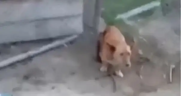На Закарпатье подростки жестоко убили собаку и сняли это на видео