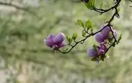 Синоптики прогнозують теплий квітень