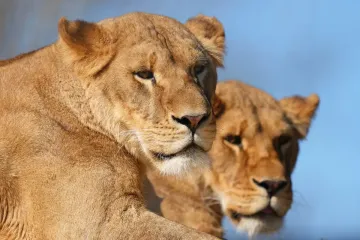 Rescued from war-torn Ukraine, traumatised lions settle into ‘forever home’ in UK