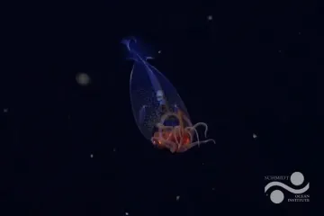 Гигантское морское чудище впервые засняли на камеру: 100 лет ему удавалось скрываться от глаз ученых