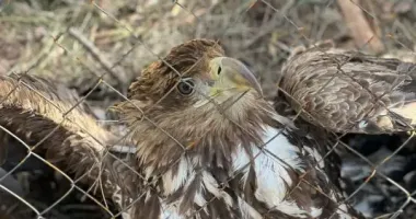 На Рівненщині врятували пораненого червонокнижного орлана-білохвоста