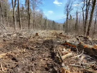 Скандальна полонина Руна: скарби Карпат під загрозою?