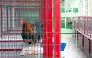 Унаслідок стрілянини на півнячих боях в Еквадорі загинули 11 осіб
