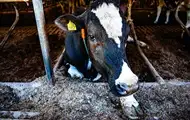 Украинцев предупредили о заболевании животных ящуром и блутангом