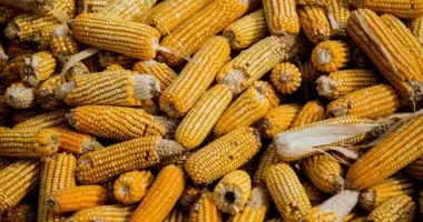 Українська кукурудза продовжує дорожчати