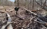 Экологическая прокуратура расследует вырубку 200-летних деревьев в Карпатах