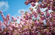Украина встретит неделю весенним теплом: воздух прогреется до +26°C