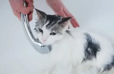 Как помыть котика без стресса и как часто это нужно делать