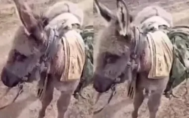 Occupiers boast about their new logistics: "No more UAZ vehicles, no more URAL trucks — guys are leading donkey". VIDEO