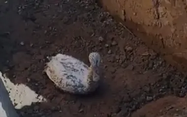 Border guards rescued swan trapped in trench in Kherson region. VIDEO
