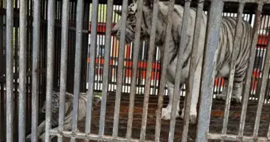 В окупованому Маріуполі тигриця вбила працівника зоопарку