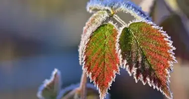 Україну накриють заморозки: де буде найхолодніше
