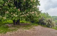 Україну накриють нічні заморозки