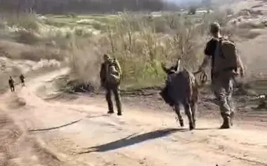 Donkey walking along field road with four Russian occupiers: "Fucking hell. What fuck you can see here". VIDEO