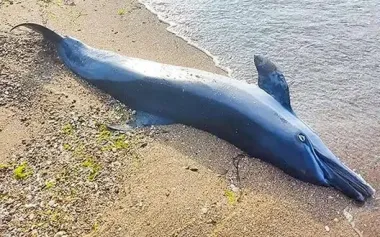 Mass pestilence of dolphins and birds observed in occupied Mariupol, - Andriushchenko. VIDEO