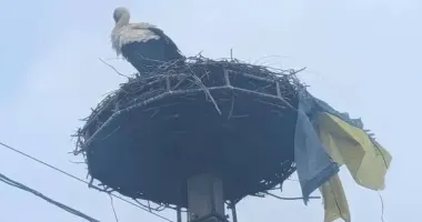 На Закарпатті лелека приніс до гнізда прапор України