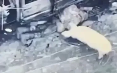 Feral pig trying to eat still-living Russian soldier. VIDEO