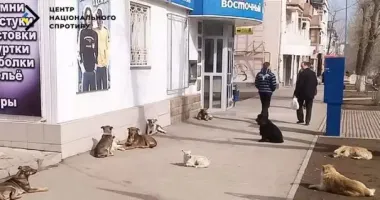 У Криму на жінку напала зграя безпритульних собак: потерпіла в реанімації
