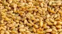 Grain exports since start of 2024/2025 MY lag behind last year's by 6 mln tonnes - Agrarian Ministry
